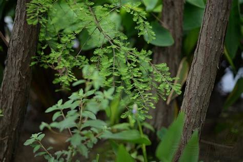 属牛人的风水植物是什么?生肖牛如何转运_属牛人摆什么风水摆件好,第2张